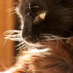 lynx-former-hyperthyroid-cat
